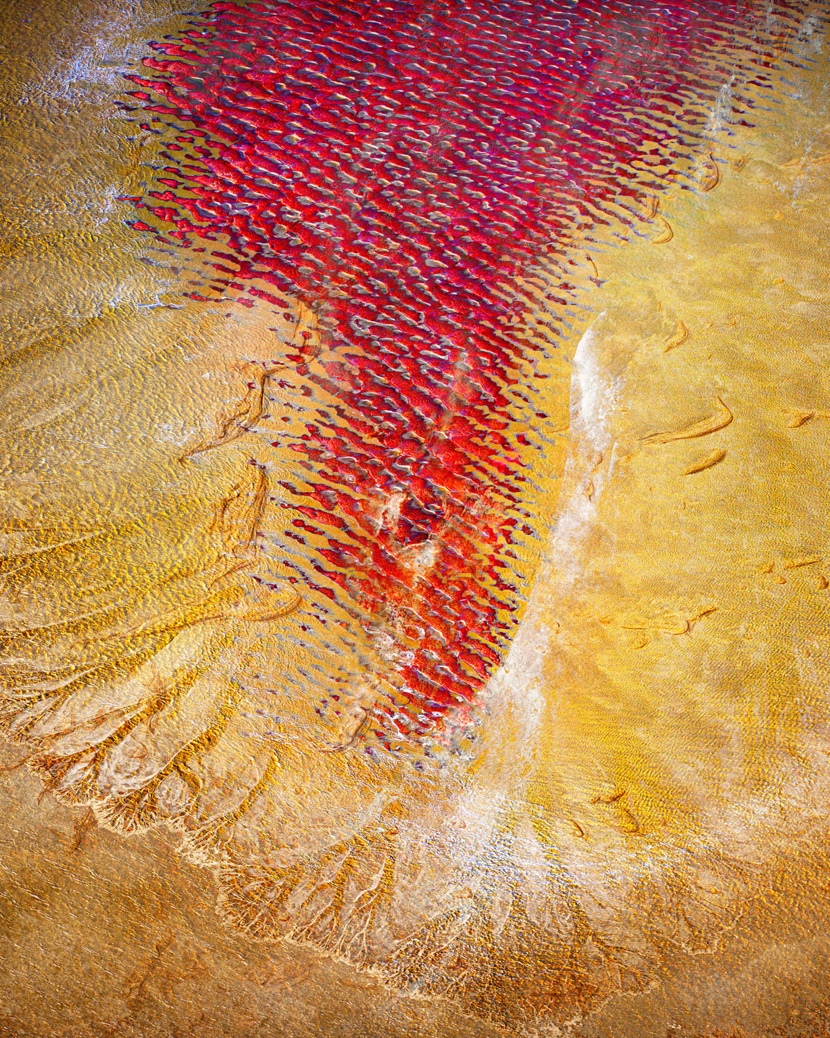 Circatidal Rhythm