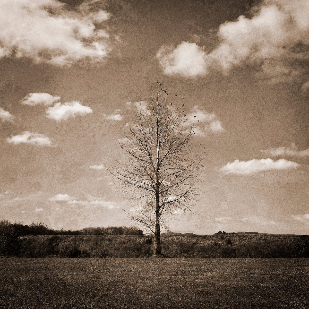 Autumn Fall by Kaye Davis