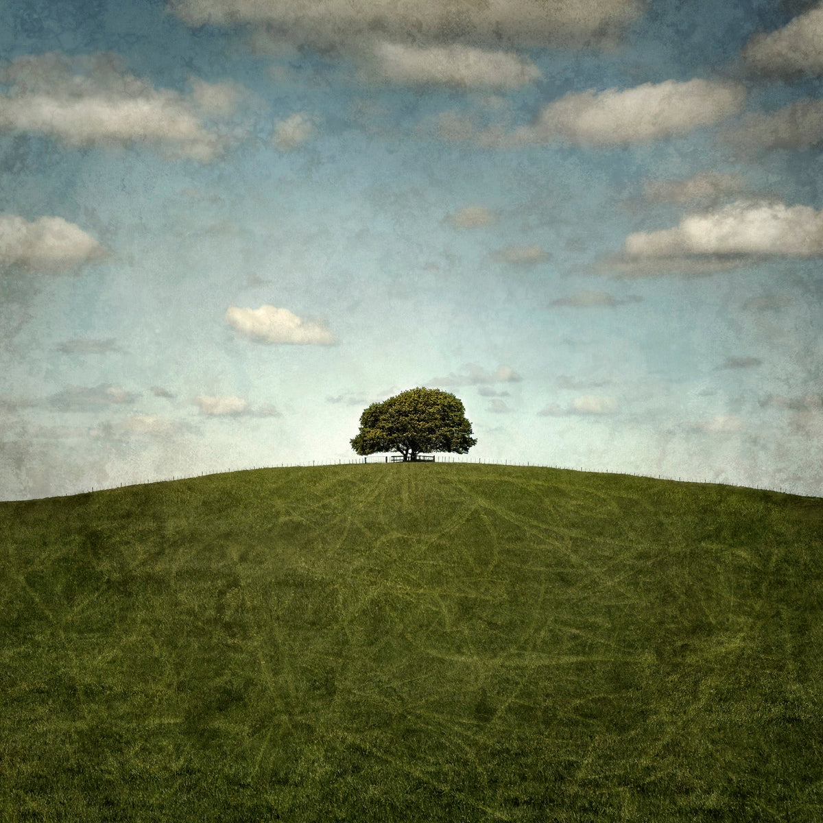 Lone Tree by Kaye Davis