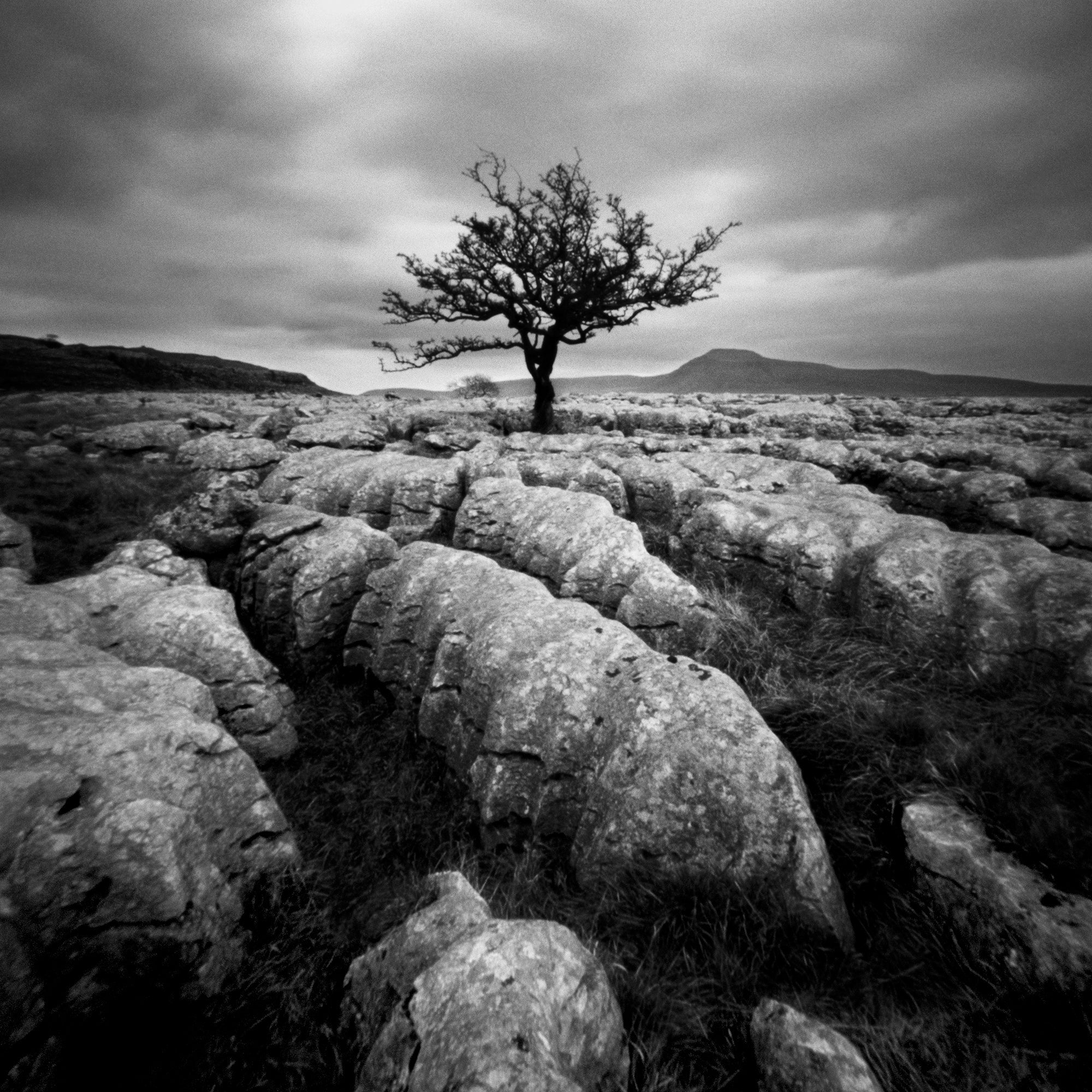 Resilience by Steve Gosling