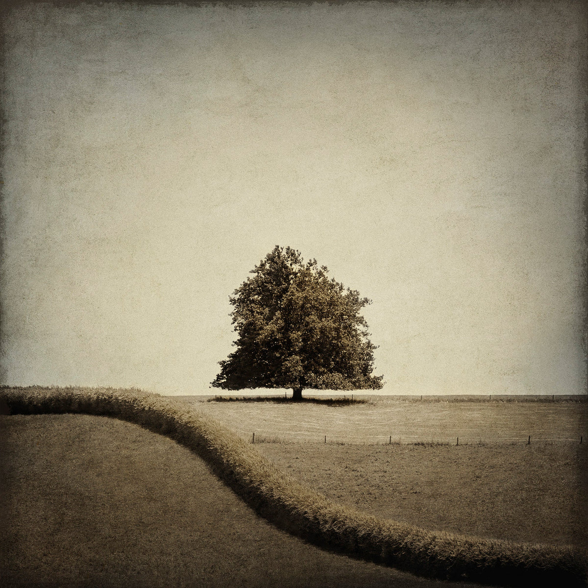 Tree & Hedge by Kaye Davis