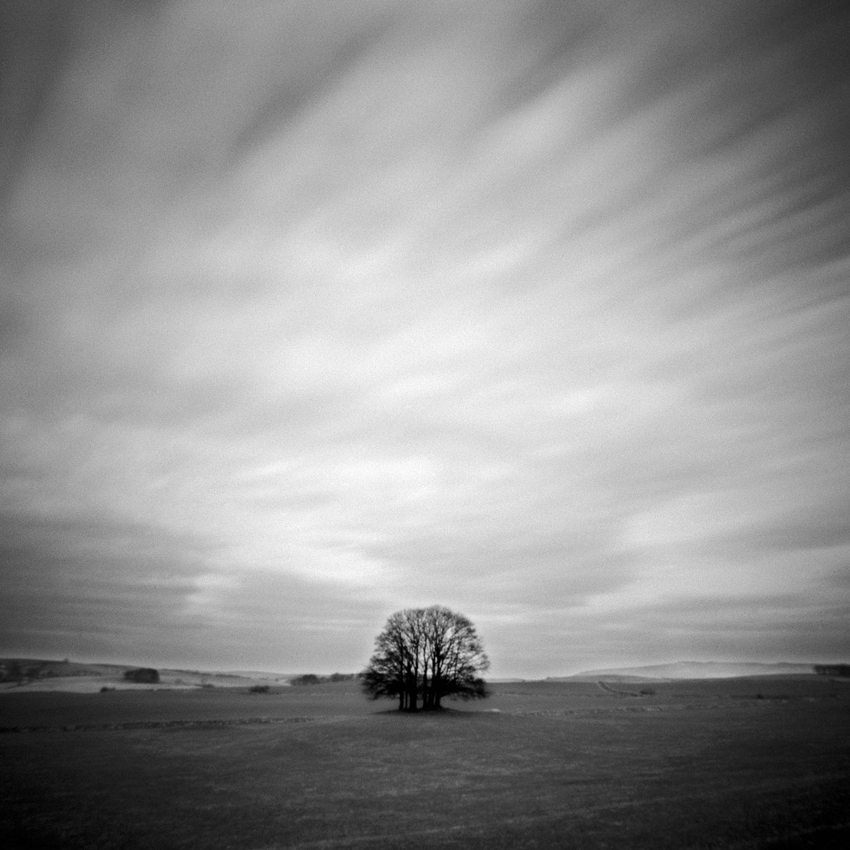 Windblown by Steve Gosling